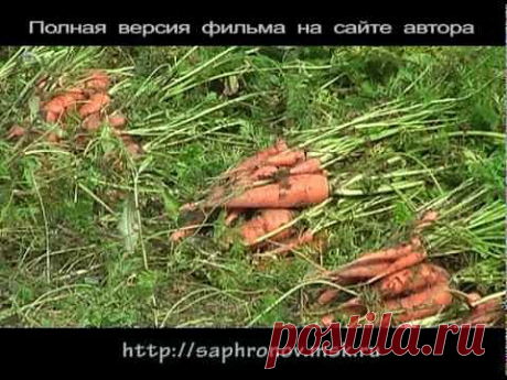 ОГОРОД(морковь,лук и др. овощи)видеоролик.
