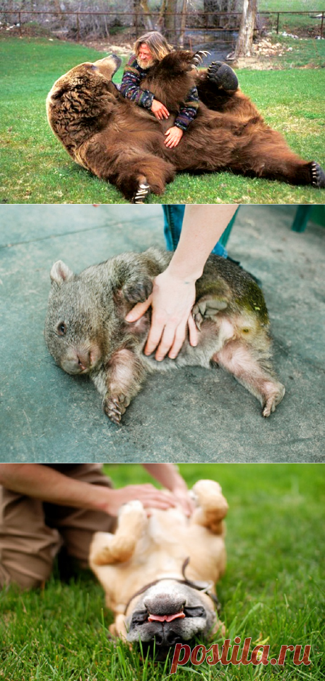 Почеши меня немедленно!