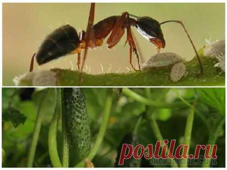 Как избавиться от муравьев на огурцах