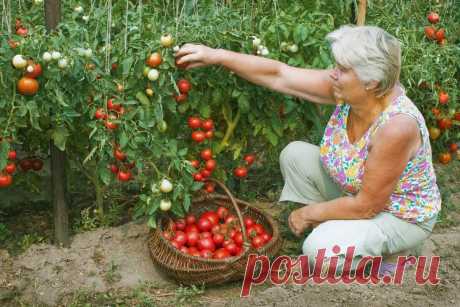 Посадка томатов в открытый грунт: хитрости для щедрого урожая