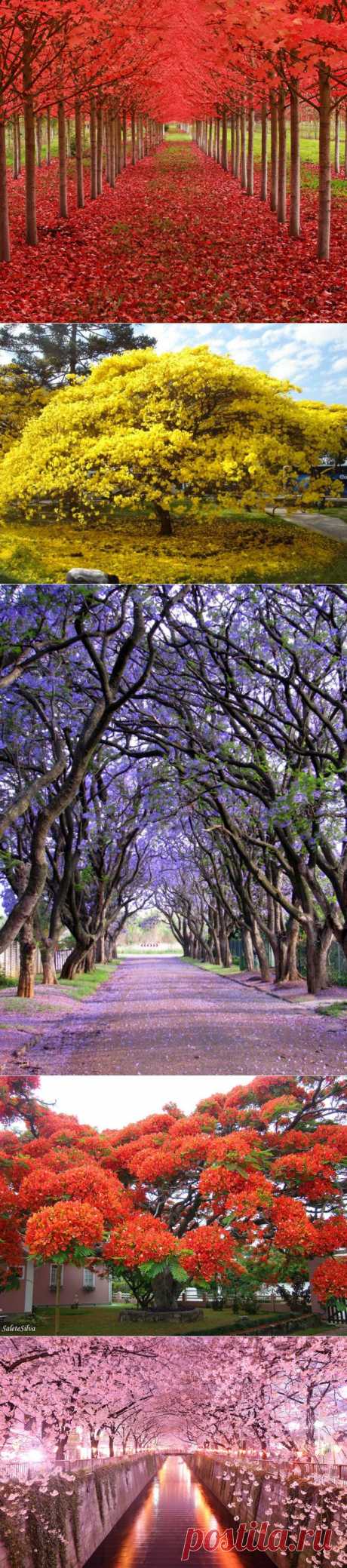 amazing trees | Dusky's Wonders