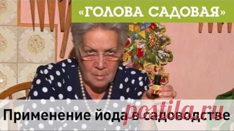 Голова садовая - Применение йода в садоводстве