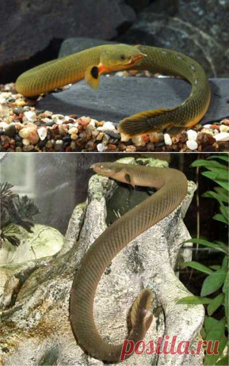Каламоихт калабарский или рыба змея - содержание, кормление в аквариуме