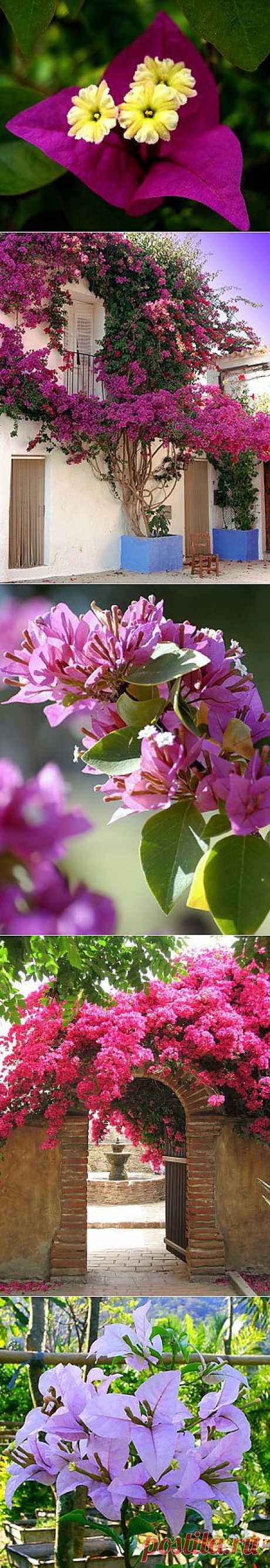 Бугенвиллия - очаровательное растение..