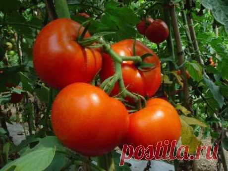 Как добиться максимальной урожайности томатов