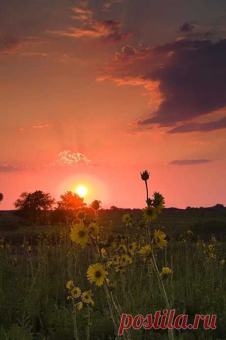 Sunflowers at Sunset Print by Andrew Soundarajan