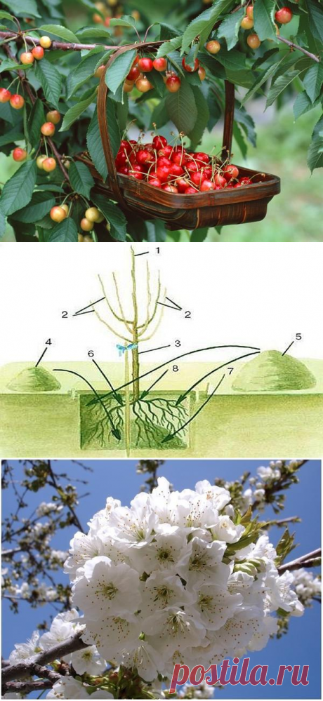 Как сажать и ухаживать за черешней. Сорта черешни: Ипуть и Фатеж