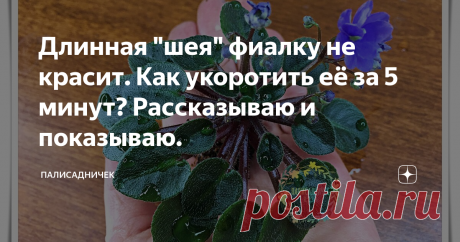 Длинная "шея" фиалку не красит. Как укоротить её за 5 минут? Рассказываю и показываю.