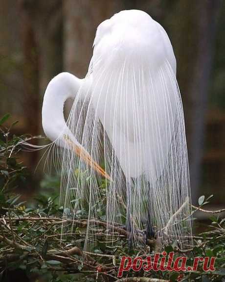 Необыкновенно красивая, грациозная, нарядная птица - белая цапля