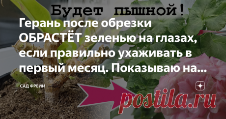 Герань после обрезки ОБРАСТЁТ зеленью на глазах, если правильно ухаживать в первый месяц. Показываю на примерах Статья автора «Сад Фрейи» в Дзене ✍: В пятницу - Пеларгониевый день в "Саду Фрейи" - пришло время пробежаться по пунктам весеннего ухода за пеларгонией. Освежить память, так сказать.