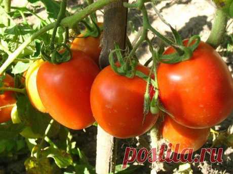 Как нельзя выращивать томаты | Варварушка-Рукодельница