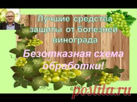 Лучшие средства защиты от болезней винограда. Часть 2. Безотказная схема обработки