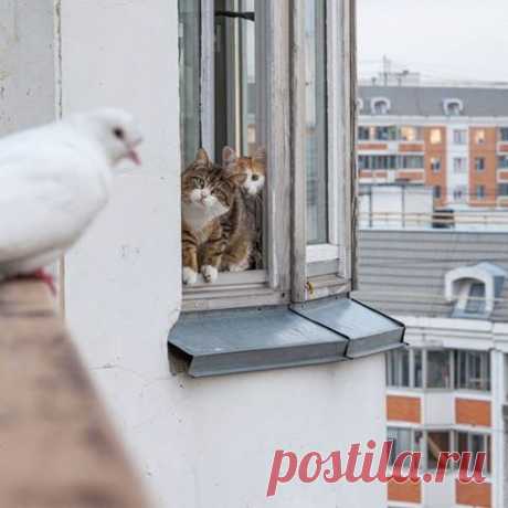 Два кота-психолога отговаривают голубя от суицида