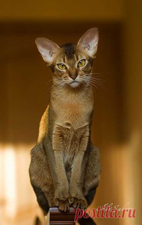 Abyssinian cat Bjork | Flickr - Photo Sharing!