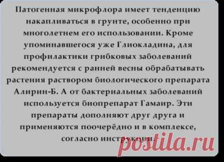 Агротехника выращивания рассады огурцов. Формирование растений. Таблица подкормки огурца. Подвязка растений. Оптимальная температура