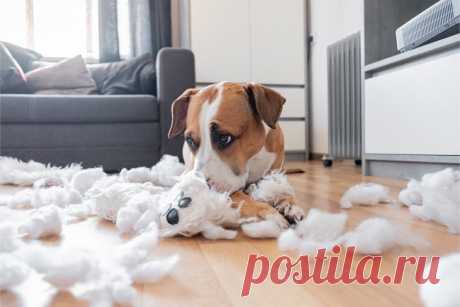 4 «вредные привычки» собак и как с ними бороться? | Рекомендательная система Пульс Mail.ru