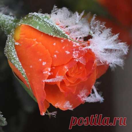 rose in winter's frost | Flowers