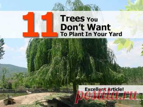 11 Trees You Don't Want To Plant In Your Yard