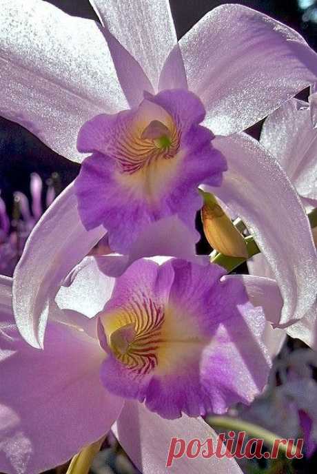 Orchid | Beautiful Flowers around the world