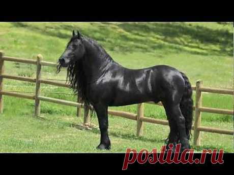 Highly acclaimed Friesian Stallion, SPECTACULAR, JAW-DROPPING - YouTube