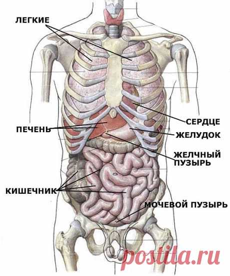 Массаж желочного пузыря для здоровья суставов.