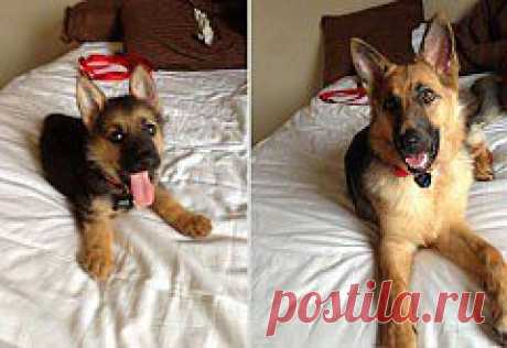 (+1) - Наши любимые животные: фото до и после взросления | ЛЮБИМЫЕ ФОТО