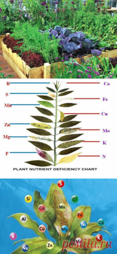 Признаки недостатка или избытка питательных веществ у растений — 6 соток