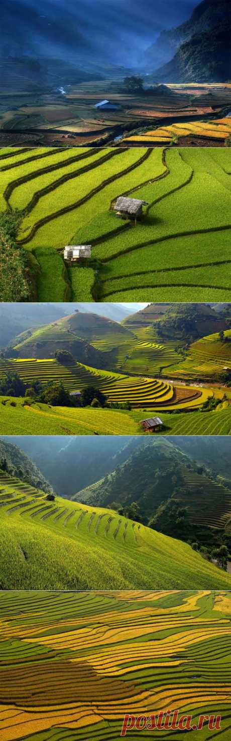 Рисовые поля во Вьетнаме: изумрудная красота террас