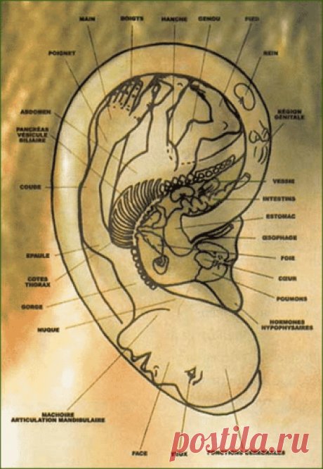 L'auriculothérapie, c'est quoi ? un soin par effet reflexe ?