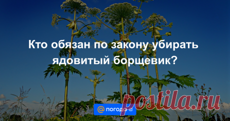 Кто обязан по закону убирать ядовитый борщевик? Борщевик Сосновского чрезвычайно опасен для человека во второй половине лета. Об этом заявили в Россельхознадзоре.