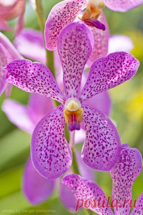 orchid | Orchids stand alone