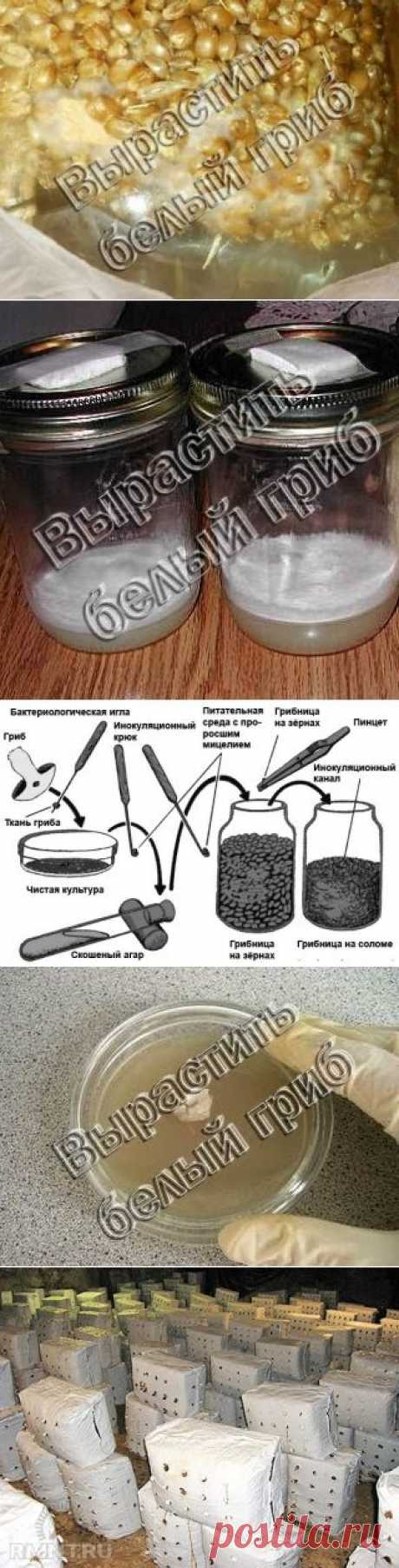 Вокруг света: Как самостоятельно вырастить или изготовить качественный мицелий белых грибов, шампиньонов, вешенки. опят и любых других грибов своими руками в домашних условиях. Необходимые инструменты, компоненты и описание технологии получения мицелия грибов