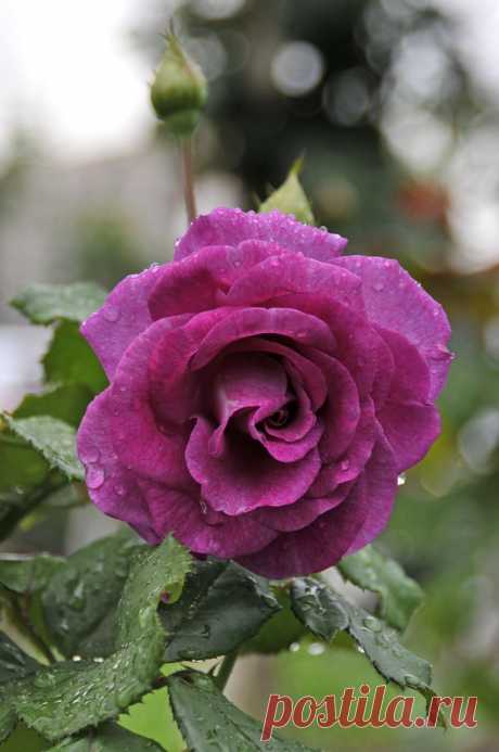 ♥♥♥Подарок для всех на день любви - Прекрасные розы ♥♥♥