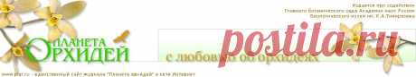 Камбрия: уход, болезни, выращивание. Советы специалистов.