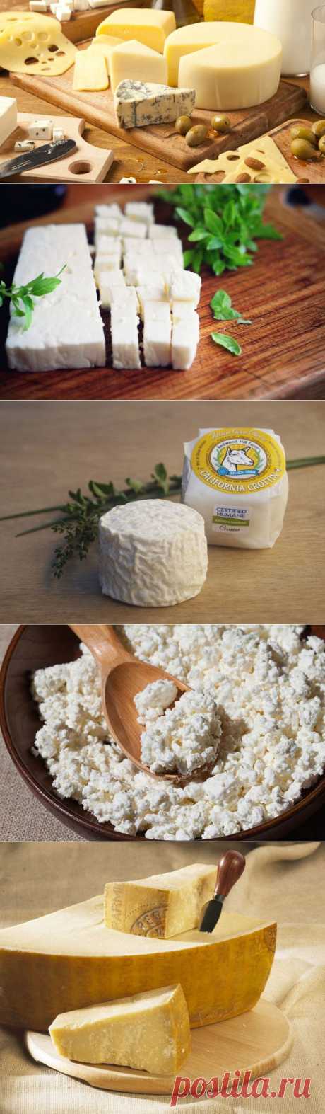 Какой сыр самый полезный и почему? — Вкусные рецепты