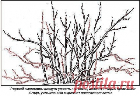 ПРАВИЛА ОБРЕЗКИ СМОРОДИНЫ 
Сохрани шпаргалку, поделись с одноклассниками! 
1. При обрезке чёрной смородины нужно помнить о том что, плодовые почки закладываются на приросте текущего года. 

2. Чем больше прирост, тем выше урожай ягод на следующий год. 

3. Если обрезку не проводить, то куст даёт на протяжении двух-трёх лет хороший урожай. Потом сильно загущается, а значит годовой прирост заметно уменьшается и смородина начинает плодоносить только на концах побега. Урожай б...