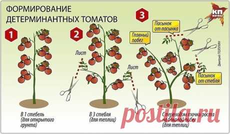 ПОМИДОРНАЯ НАУКА: ВАРИАНТЫ ФОРМИРОВАНИЯ ТОМАТНЫХ КУСТОВ | 6 соток