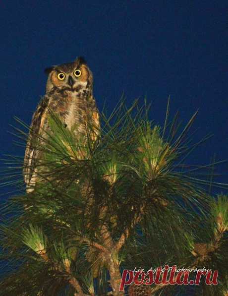 Roy Mangersnes - Photos of The Owl Pages