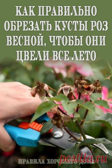 Как правильно обрезать кусты роз весной, чтобы они не отцветали все лето