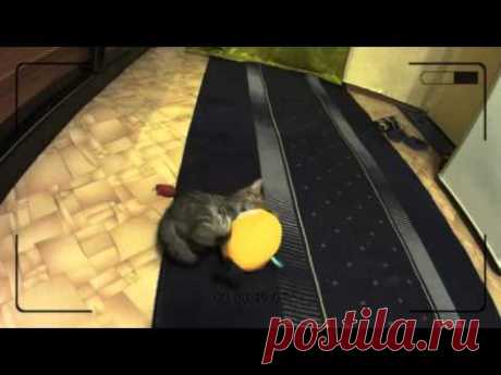 Котенок vs Angry Bird - YouTube