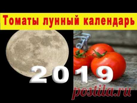 Лунный календарь огородника на 2019 год. Когда сажать рассаду томатов в 2019 году.