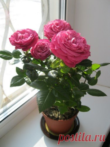 Миниатюрные розы в горшке. После покупки быстро засыхают. Что нужно делать чтобы они цвели долго.