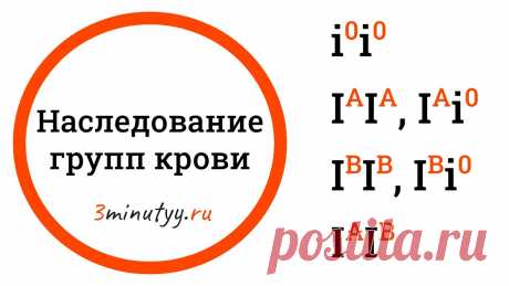 Наследование групп крови, кодоминирование, множественный аллелизм Видео о наследовании групп крови. Также посмотрим, что такое кодоминирование – тип взаимодействия аллелей, и что такое множественный аллелизм.3minutyy.ru – к...