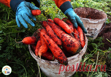 Три подкормки моркови в конце агуста. Вкус корнеплода станет сладким. Сроки хранения овощей увеличатся | 6 соток
