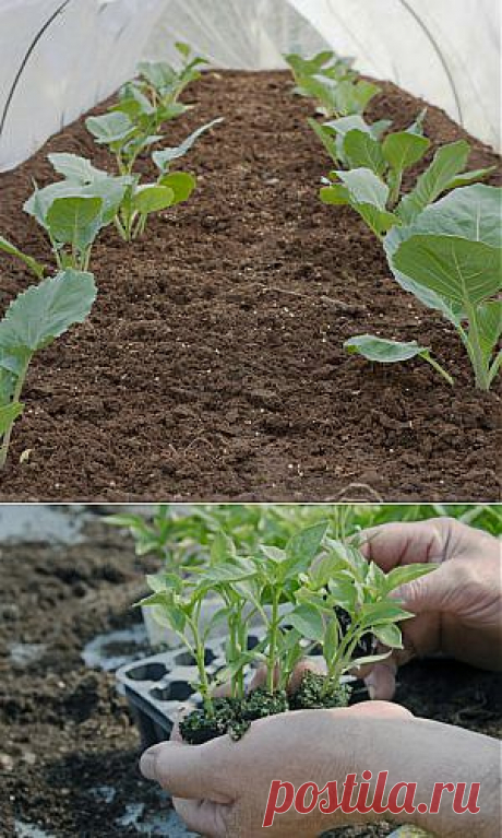 Усадьба | Огородник : Как правильно высаживать рассаду в теплицу?