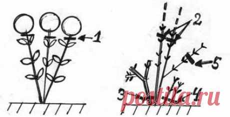 Обрезка и формирование гортензий