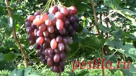 Редкие и лучшие сорта винограда