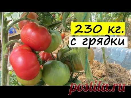 Помидоры в теплице: ЭТОТ МЕТОД ДАЕТ 230 кг. томатов С ОДНОЙ ГРЯДКИ! Будет большой урожай помидоров