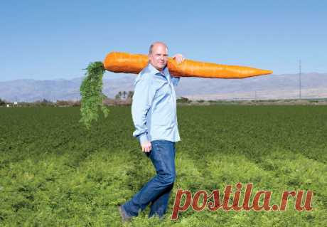 Что требуется моркови при выращивании в открытом грунте?
