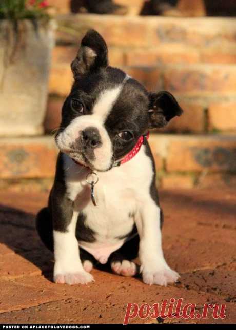 Boston Terrier Puppy | A Place to Love Dogs